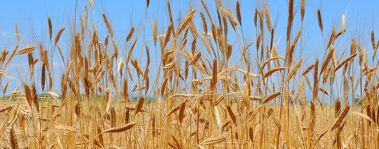  Прогнозират по-ниски добиви на зърно в България 