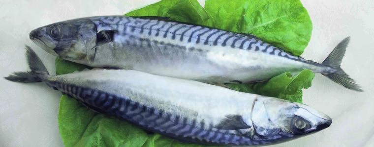 Учени: Черноморската риба е без химикали и е богата на омега 3 киселини