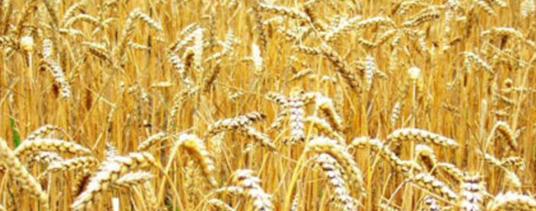 Неочаквани рекорди в добивите от пшеница и ечемик