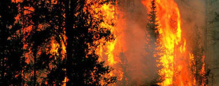 16 хил. декара горски територии са засегнати от пожари 