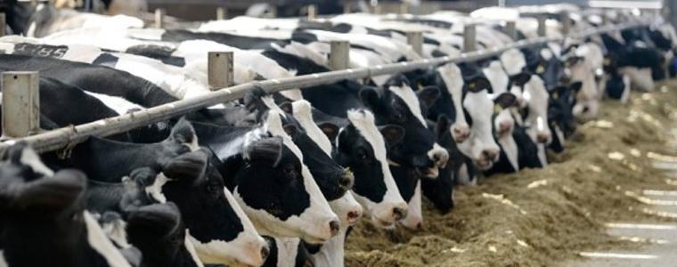Фермери искат по 10 ст. субсидия на литър мляко