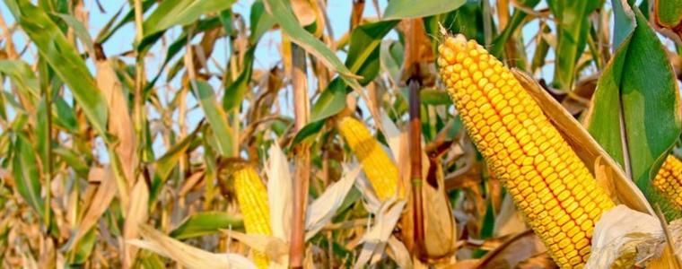 Тазгодишните реколти на царевицата и слънчогледа ще са по-слаби заради сушата