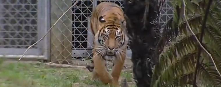 Тигър уби служителка в зоопарк в Нова Зеландия (ВИДЕО) 