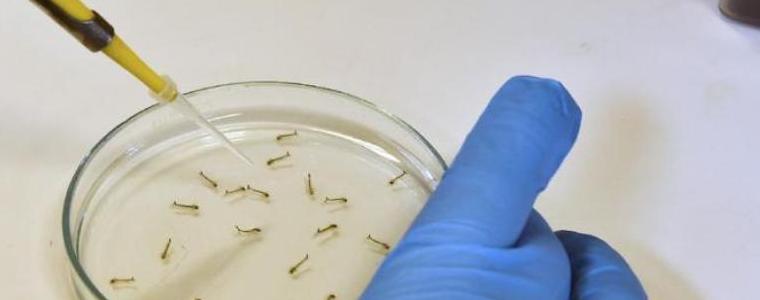 Дилма Русеф: Бразилия губи войната с комарите, разпространяващи вируса Зика