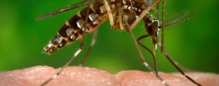 Първи случай на Зика, предаден по полов път в Тексас