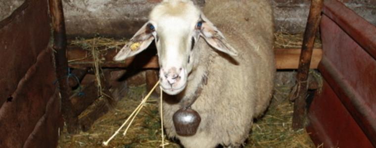  Крадци  отмъкнаха овце, овни и кон от лични стопанства в  с. Росица