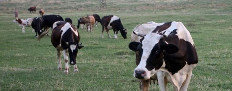 Фермери готвят блокада, заплашени са от фалит заради зараза по животните