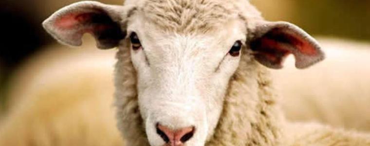 Откраднаха агнета и овце от имот в Росица