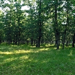 Североизточно държавно предприятие стартира процедура за закупуването на малки частни гори