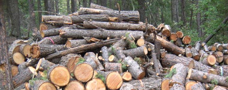 Масирани проверки за незаконна сеч извършват горските стражари към Североизточно държавно предприятие