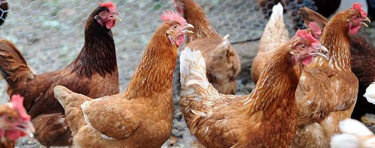 Опасен щам на птичи грип се появи в Европа