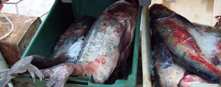 Търговци масово не спазват правилата за съхранение и продажба на риба