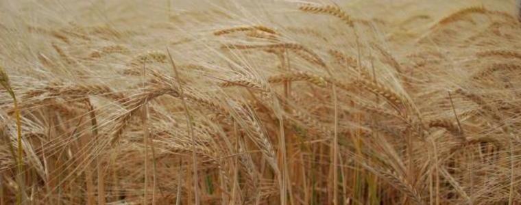 2017 г. ще отчете нови рекорди в зърнената реколта
