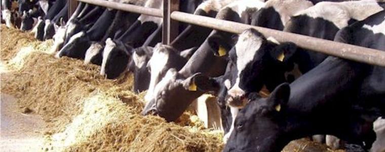  33 крави мръзнаха на пътя, а 20 т. мляко бяха изхвърлени заради непроходими пътища