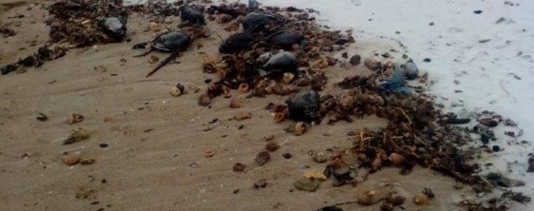Множество мъртви птици открити в района на Шабла и Дуранкулак