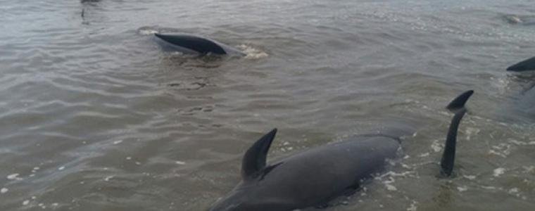 300 кита загинаха на бреговете на Нова Зеландия  