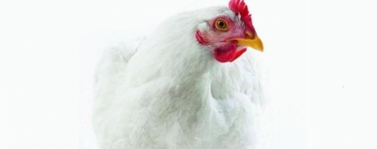 Откраднаха близо 40 пилета от двор в Българево