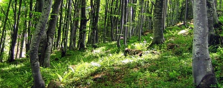 ДГС „Генерал Тошево” подпомага естественото възобновяване на 1289 дка гори