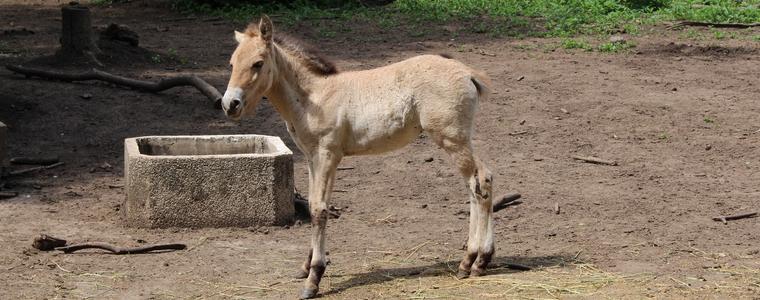 Двойката коне на Пржевалски има ново поколение, кончето е кръстено Викинг(ВИДЕО)