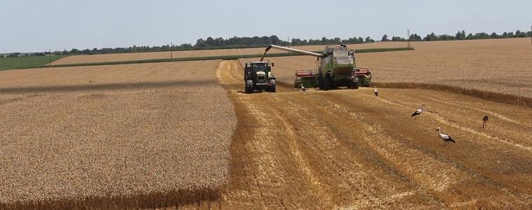 Пшеницата тази година е с по-добро качество и по-висока цена (ВИДЕО)