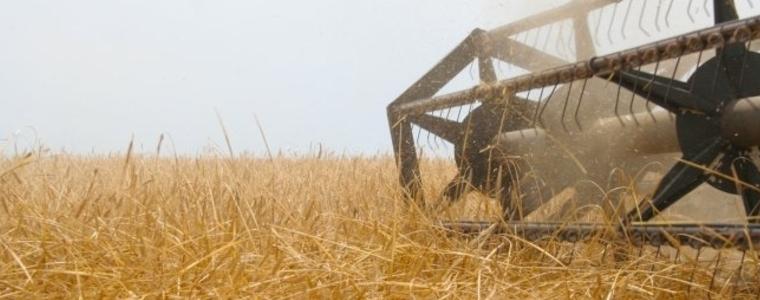 В Крушари прибират  по 670 кг от декар пшеница