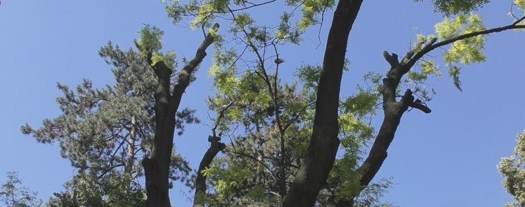 Вековно дърво в Добрич е окастрено в нарушение, алармират от гражданско сдружение (ВИДЕО)