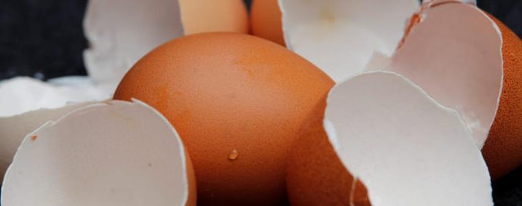 Редица германски фирми спряха продажбите на холандски яйца заради зараза