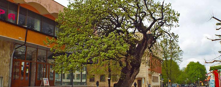 400-годишен дъб в Тервел е сред 10-те финалисти в конкурса "Дърво с корен" 2017