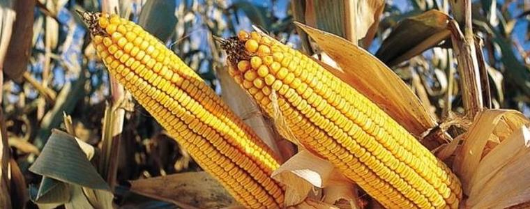 Над 7 декара царевица обраха неизвестни от полетата на две добруджански села