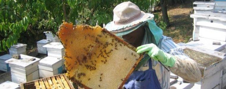 Пчеларите излизат на национален протест във вторник