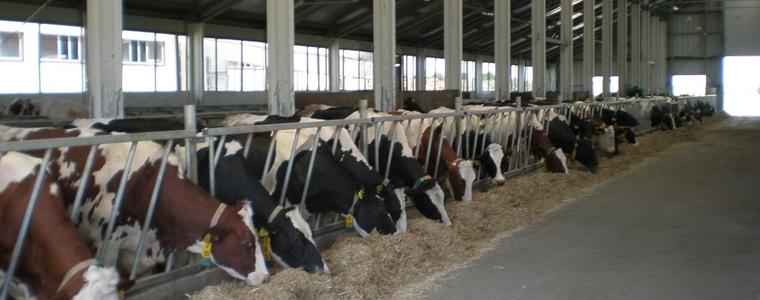 Държавата: Фермерите не тъпчат месото с антибиотици