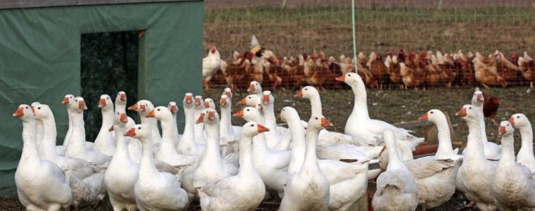Ликвидират десетки хиляди птици в Ямболско заради птичи грип