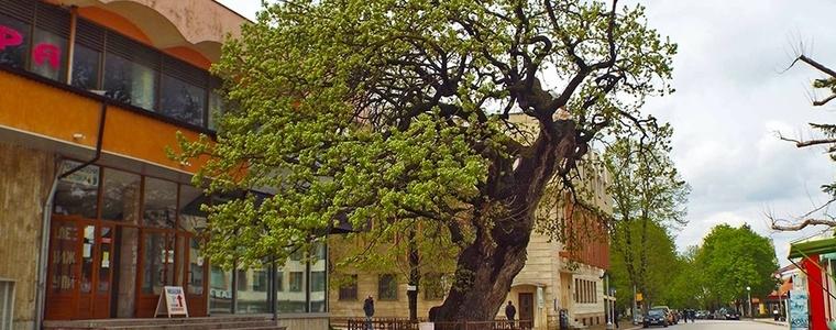 Вековният дъб в Тервел на  второ място в Националния конкурс  „Дърво с корен“