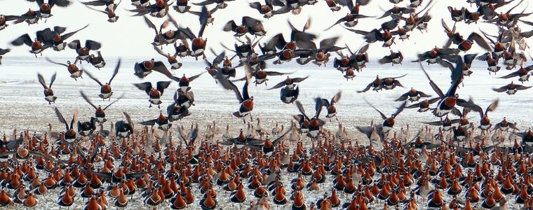 ВяЕЦ „Свети Никола“ е готова да посрещне зимуващите гъски