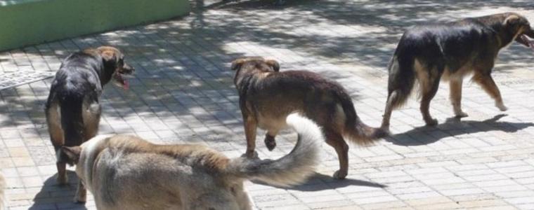 Неизвестен отрови 5 кучета в Каварна