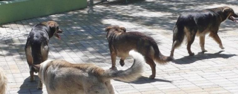 Отровата, умъртвила кучетата в Каварна, била поставена в храна