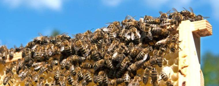 Топлото време налага допълнително захранване на пчелните семейства