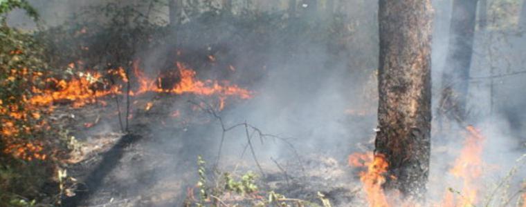 Обявиха пожароопасен сезон за горите в Добричко