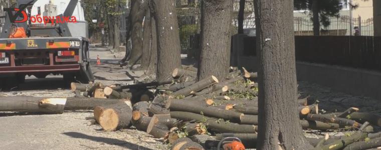 Резитбата и коситбата на Добрич върви по план (ВИДЕО)