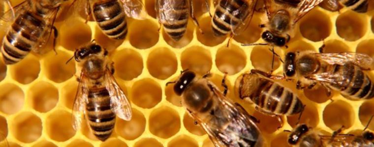 В името на пчелите ЕС гласува забрана за пестициди на открито