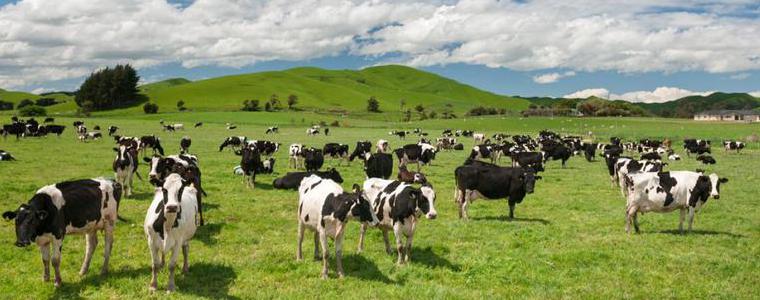 Колят 150 хил. крави в Нова Зеландия