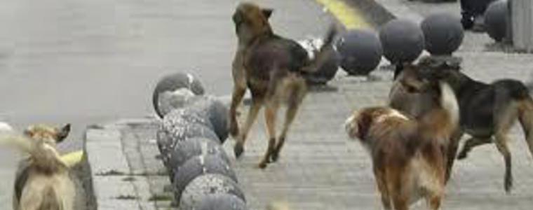  Десетина нахапани от кучета балчиклии потърсили спешна помощ във Варна