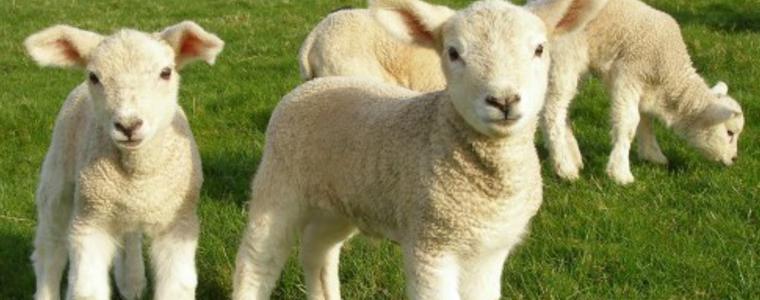 Полицията издирва крадец на овце и агнета