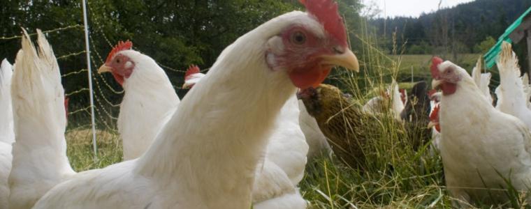 18 птици заболели от инфлуенца в с.Миладиновци са унищожени