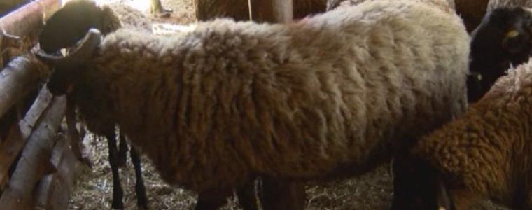 Управителният съвет на ДФ "Земеделие" увеличи на 15 лв. помощта de minimis за овца майка или за коза майка