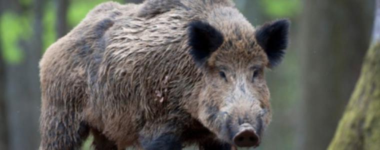 Ако чумата по свинете се разпространи, ловът може да се забрани за 5-7 години