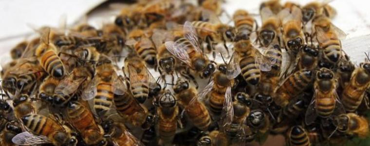 Франция забрани всички пестициди, които вредят на пчелите