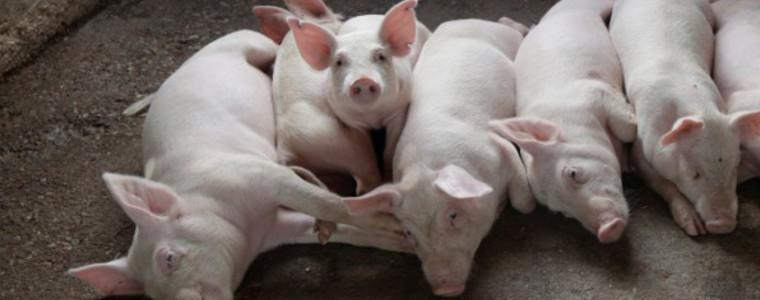 15 големи свинеферми в Румъния засегнати от африканската чума