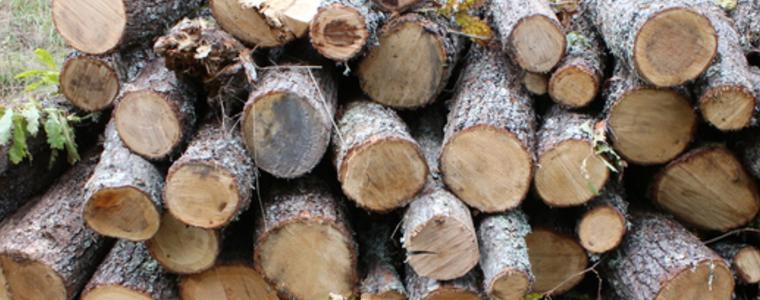 Два акта за добита незаконна дървесина съставиха горските стражари в тервелско
