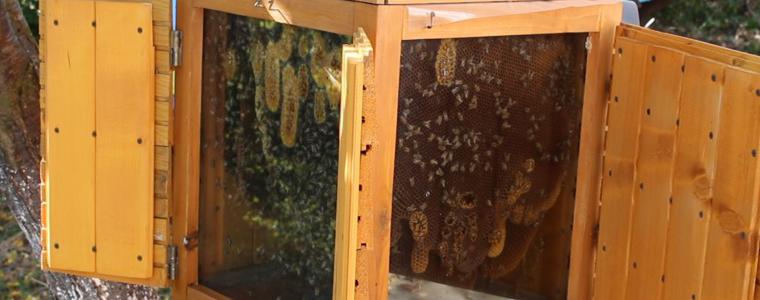 Недялка Михова: Медената къща е кауза, защото пчелите имат сериозен проблем с оцеляването (ВИДЕО)